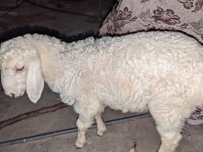 sheep | dumba |  Chatra  | female dumba | gaban dumba female