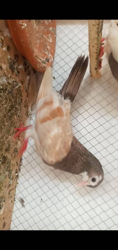 Breeder pairs available in multan