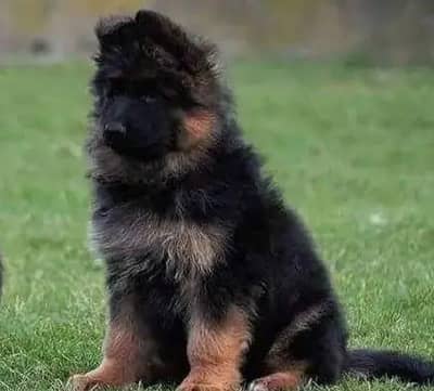German shepherd puppies