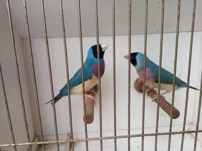 lady goldian green or blue back pair available
