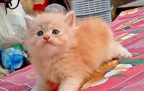 kitten