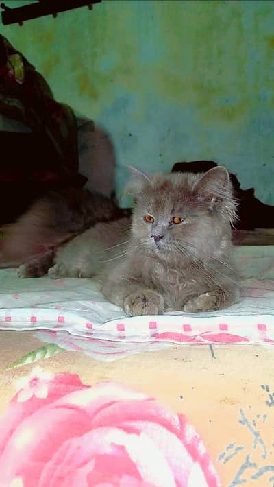 Persian Cat Smoke color