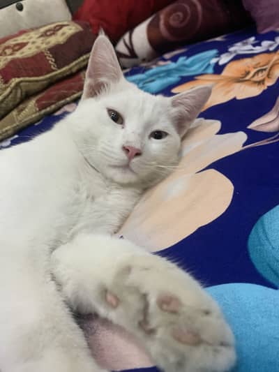 Odd eyes male