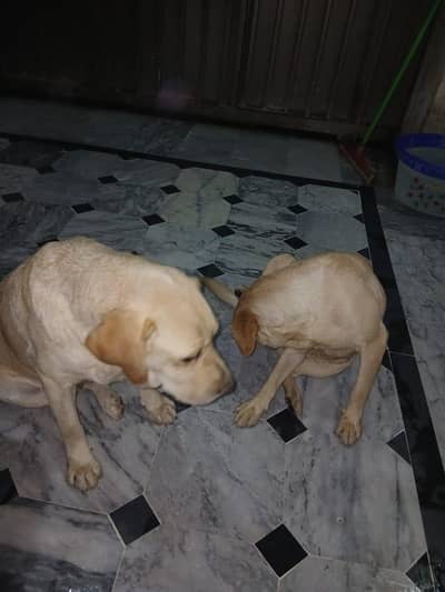 breeder female