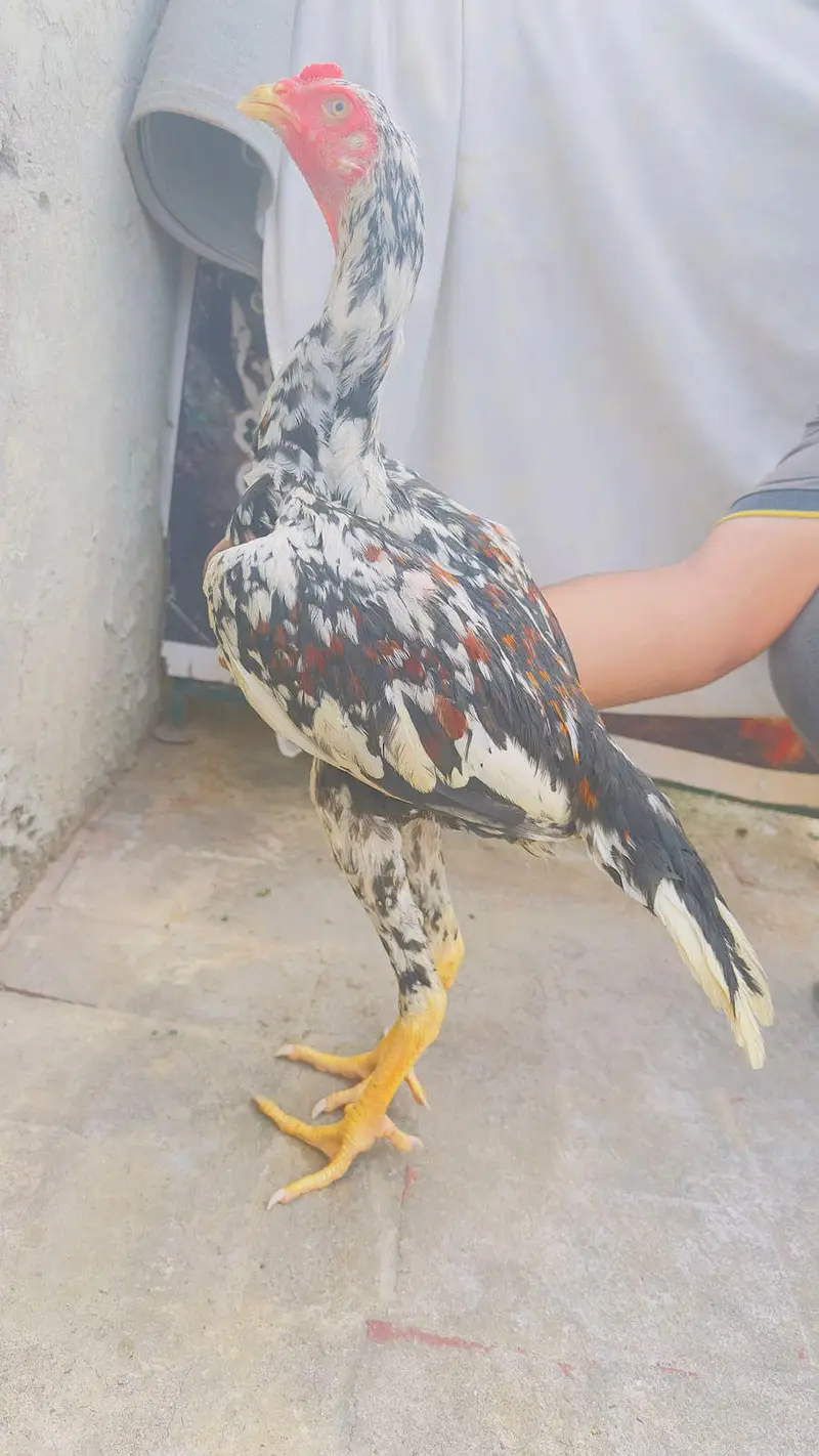 Shamo Aseel Patha Japanese Shamo Long Height Murga Murgha 03098573144