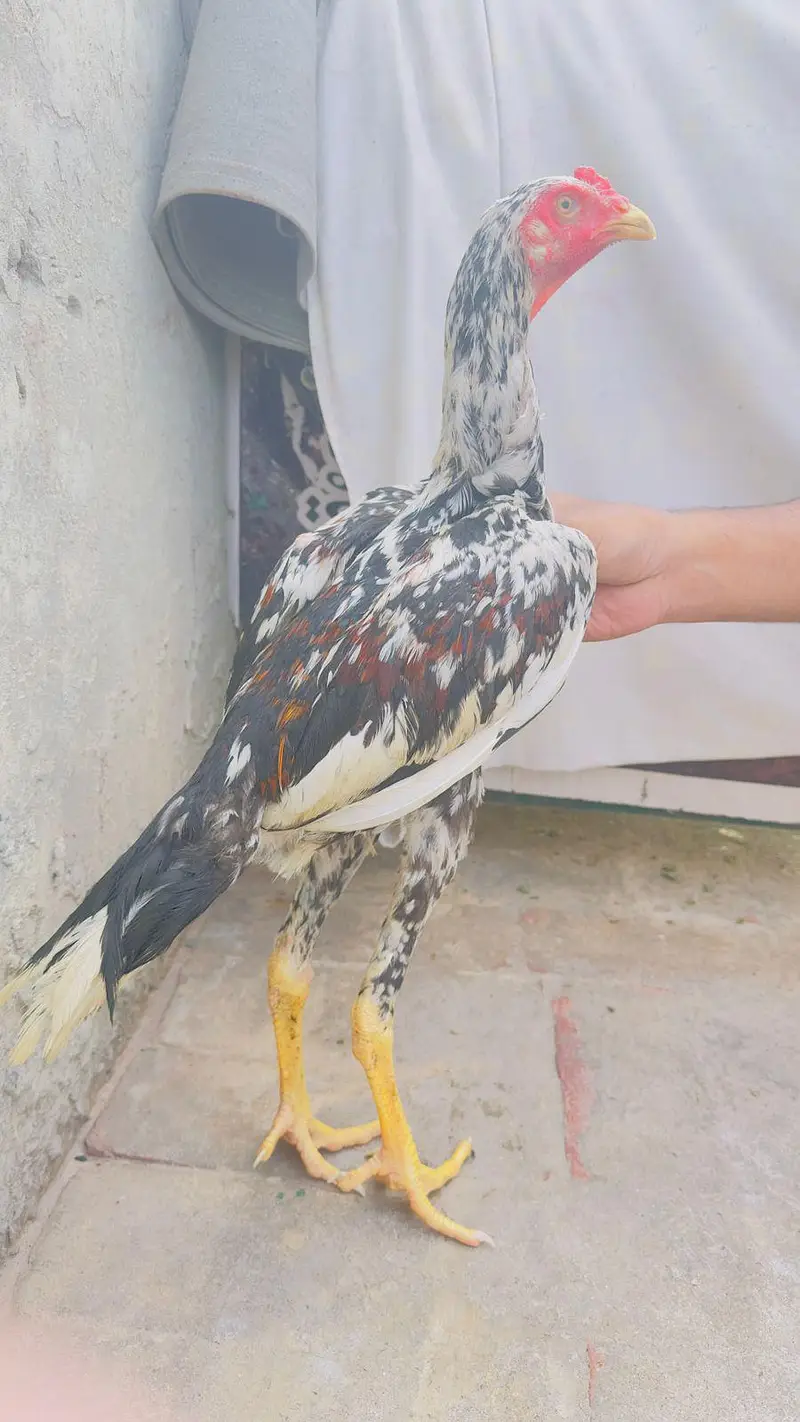 Shamo Aseel Patha Japanese Shamo Long Height Murga Murgha 03098573144 — photo 4