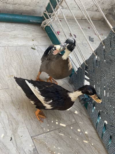 Breeder duck pair