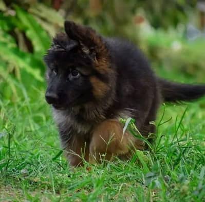 German shepherd