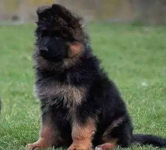 German shepherd 2