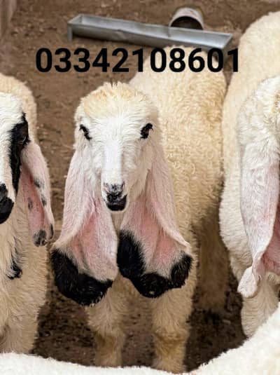 dumba sheep Bakra goat gulabi kajla khara larkana mundra abluck