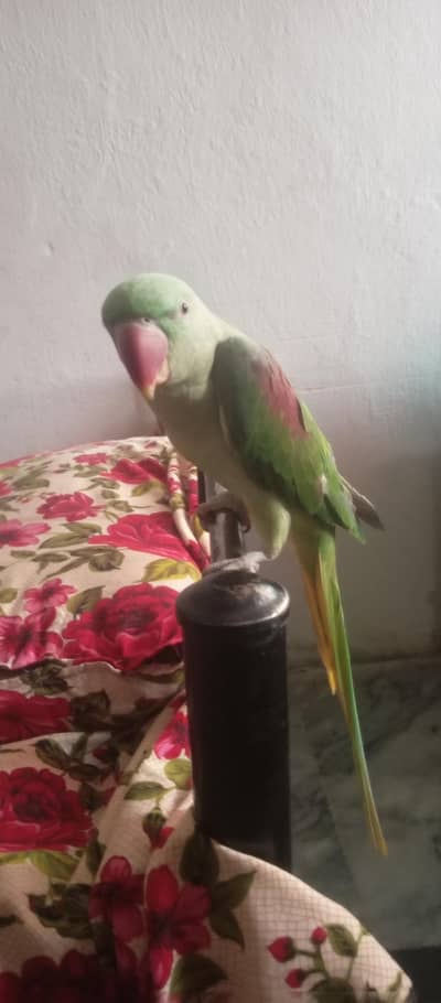 Kashmiri Raw For sale Age 15 months 27000