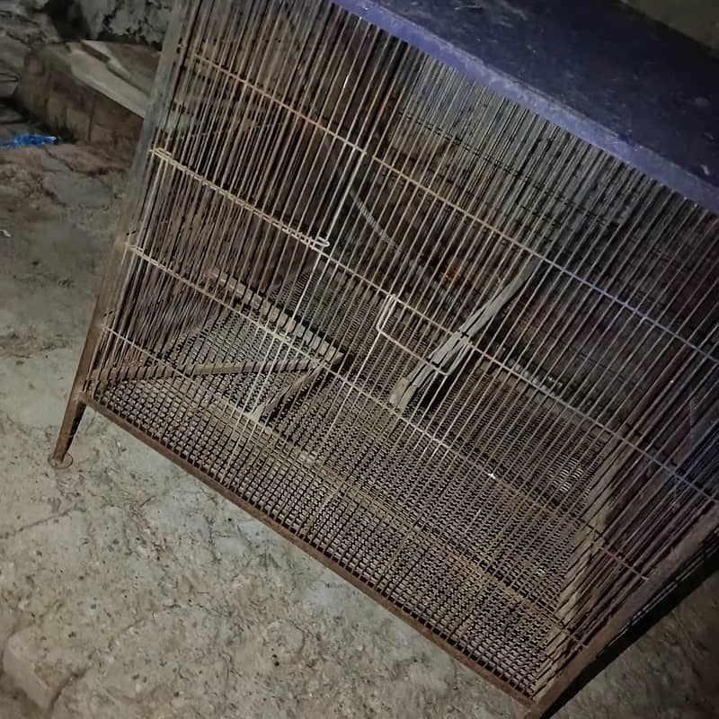 pingara 1