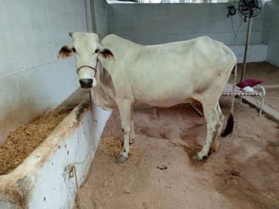 Pregnant Cow for Sale | 6 Dant | Premium Breed