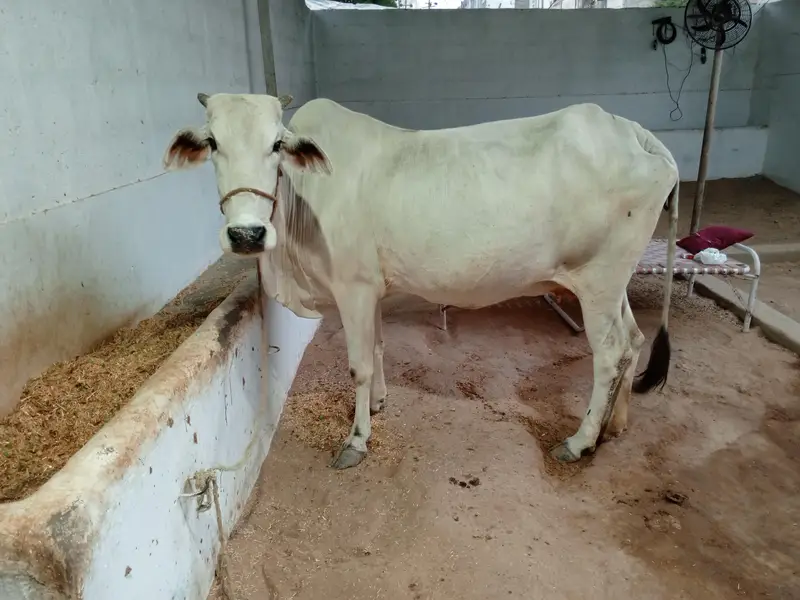 Pregnant Cow for Sale | 6 Dant | Premium Breed