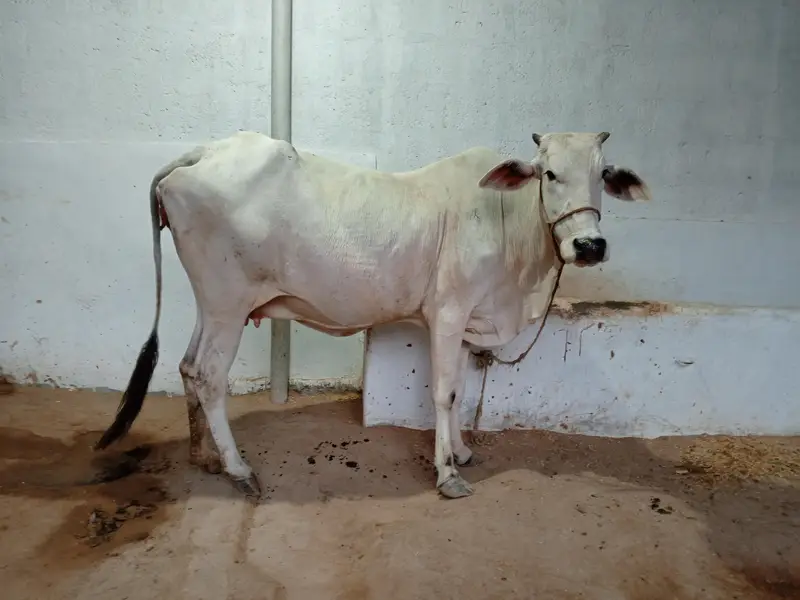 Pregnant Cow for Sale | 6 Dant | Premium Breed — photo 2