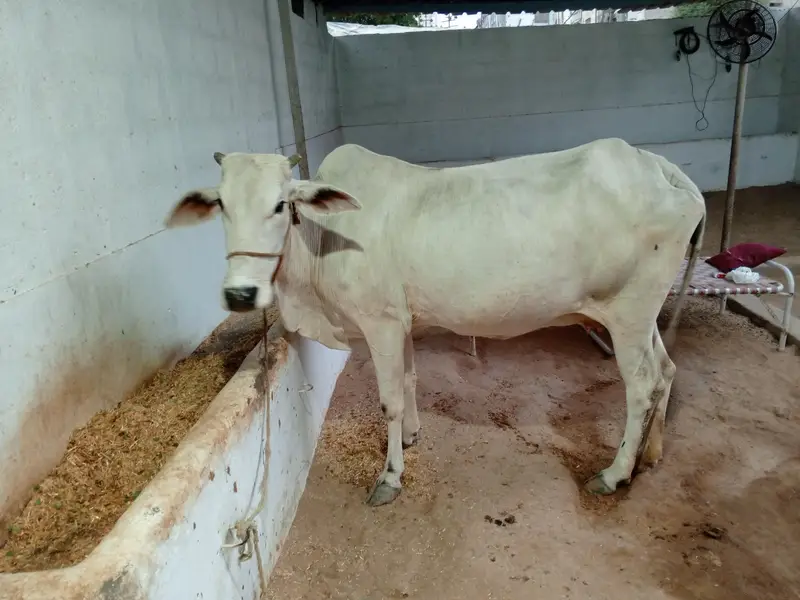 Pregnant Cow for Sale | 6 Dant | Premium Breed — photo 3