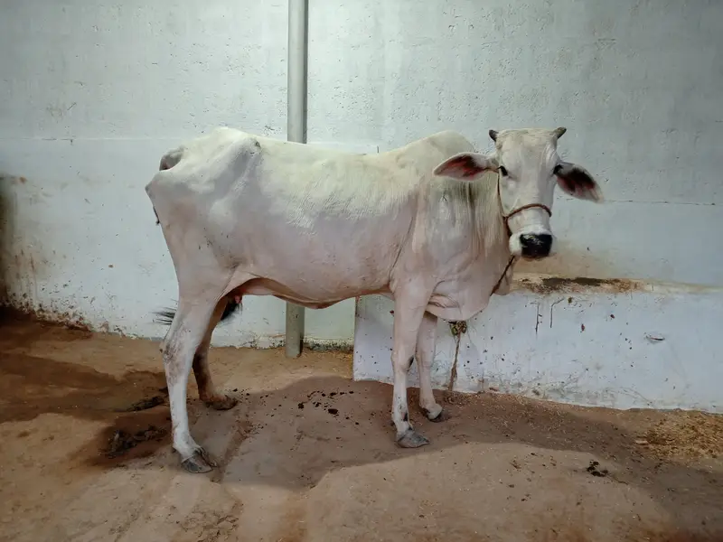 Pregnant Cow for Sale | 6 Dant | Premium Breed — photo 4