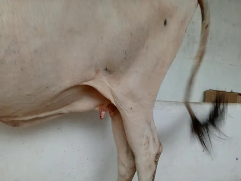 Pregnant Cow for Sale | 6 Dant | Premium Breed — photo 5