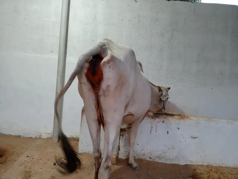Pregnant Cow for Sale | 6 Dant | Premium Breed — photo 6