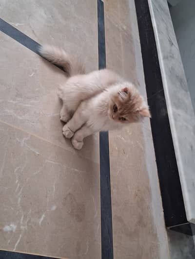 cat for sale