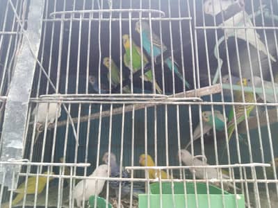 Ringneck patha age 3.5 month 4 montha ka hony wala ha