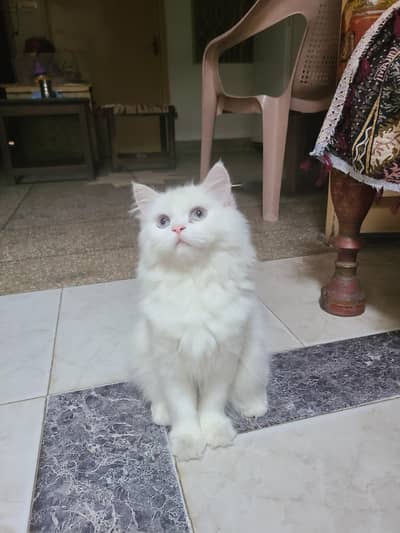 vaccinated persian kitten