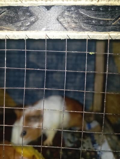  Cute and Healthy Hamster Available