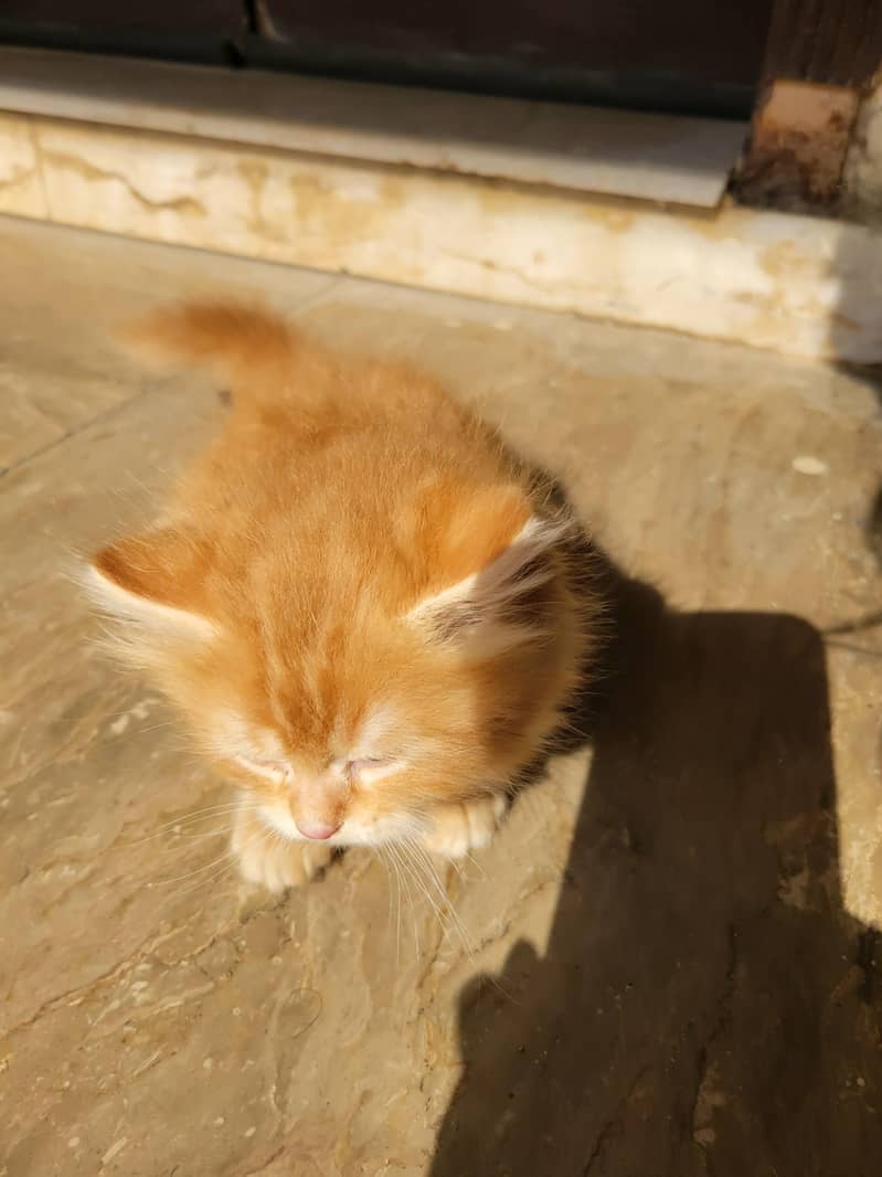 kittens 1