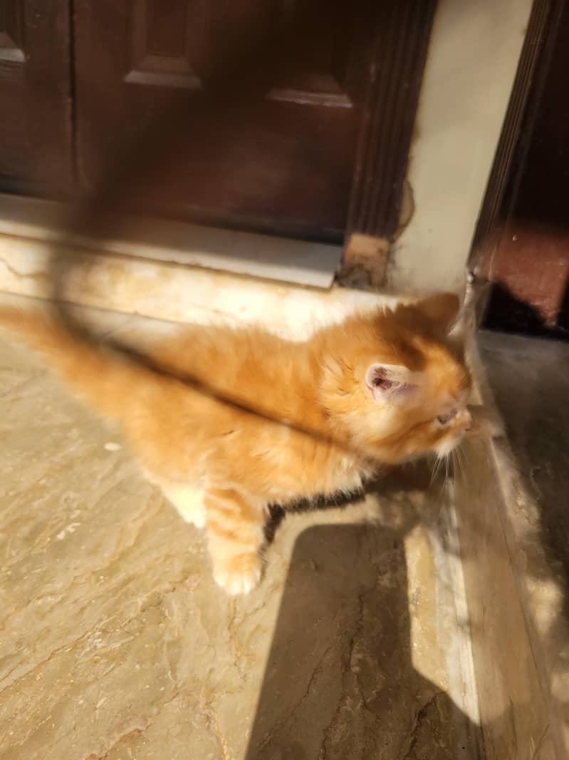 kittens 2