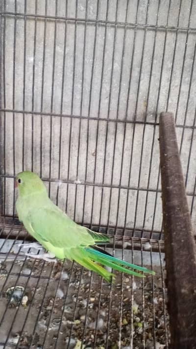 One piece fully covered chick healthy and active