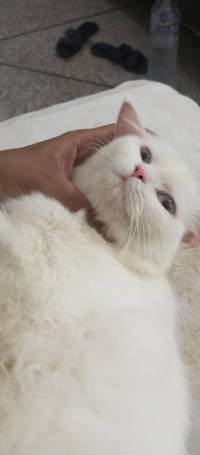 persain Cat Triple coated