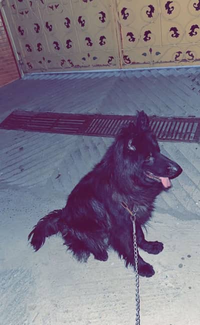 German shepherd long coat dog fr sale
