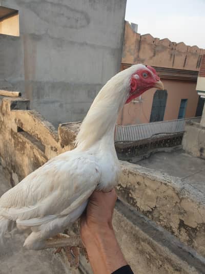 aseel murga