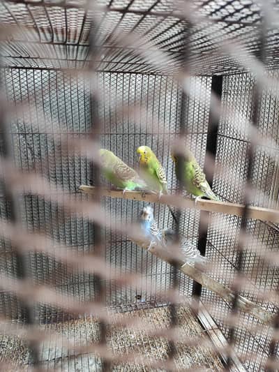 Breeder Pairs