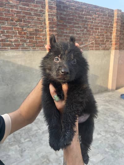 Black Shaphard Puppies Available.