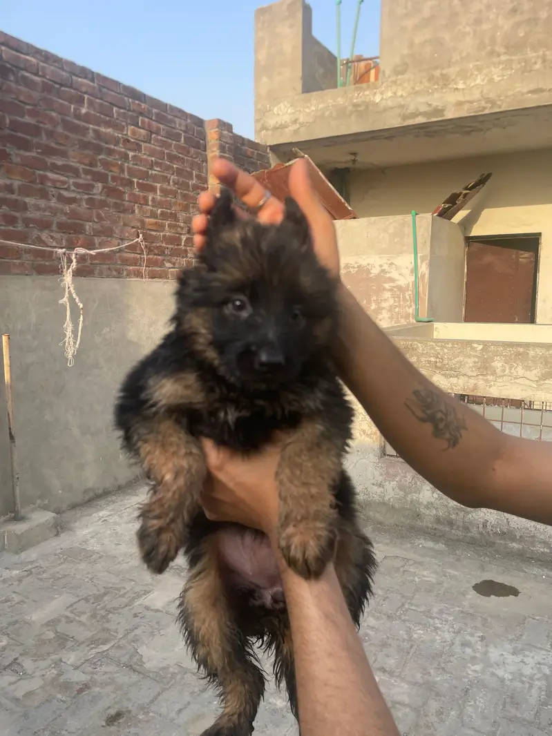 Black Shaphard Puppies Available. — photo 2