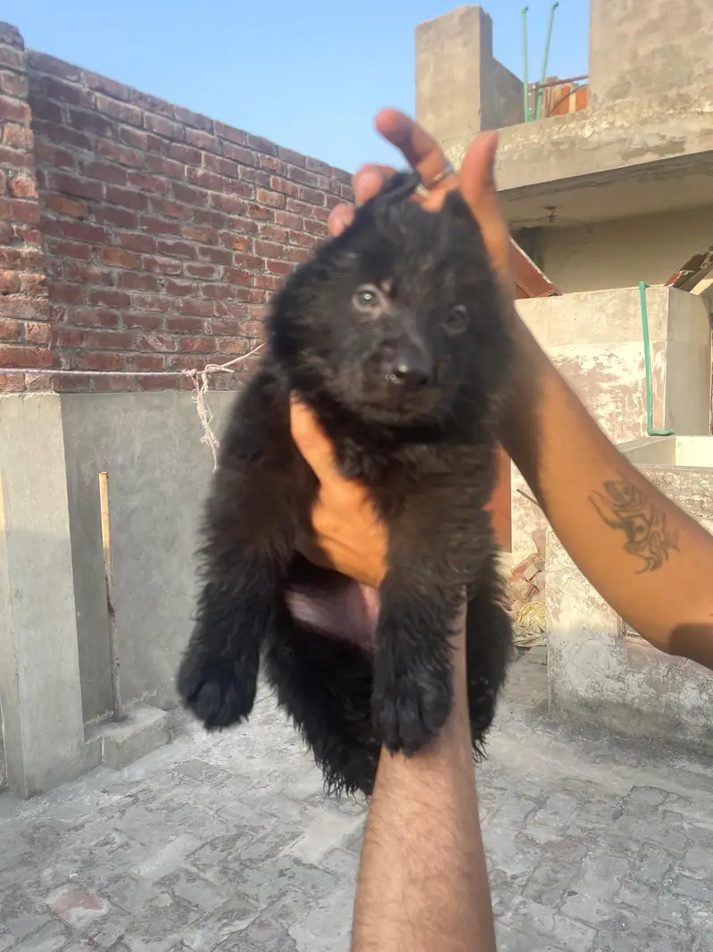 Black Shaphard Puppies Available. — photo 3