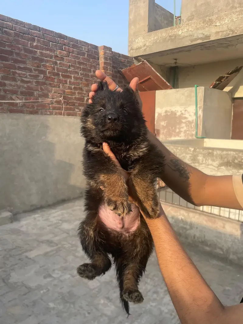 Black Shaphard Puppies Available. — photo 4