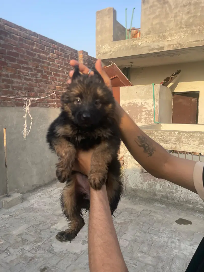 Black Shaphard Puppies Available. — photo 5
