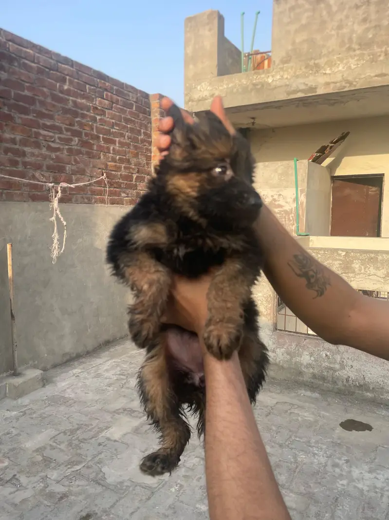 Black Shaphard Puppies Available. — photo 6