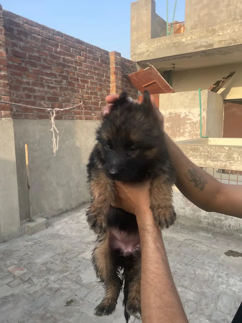 Black Shaphard Puppies Available. — photo 7