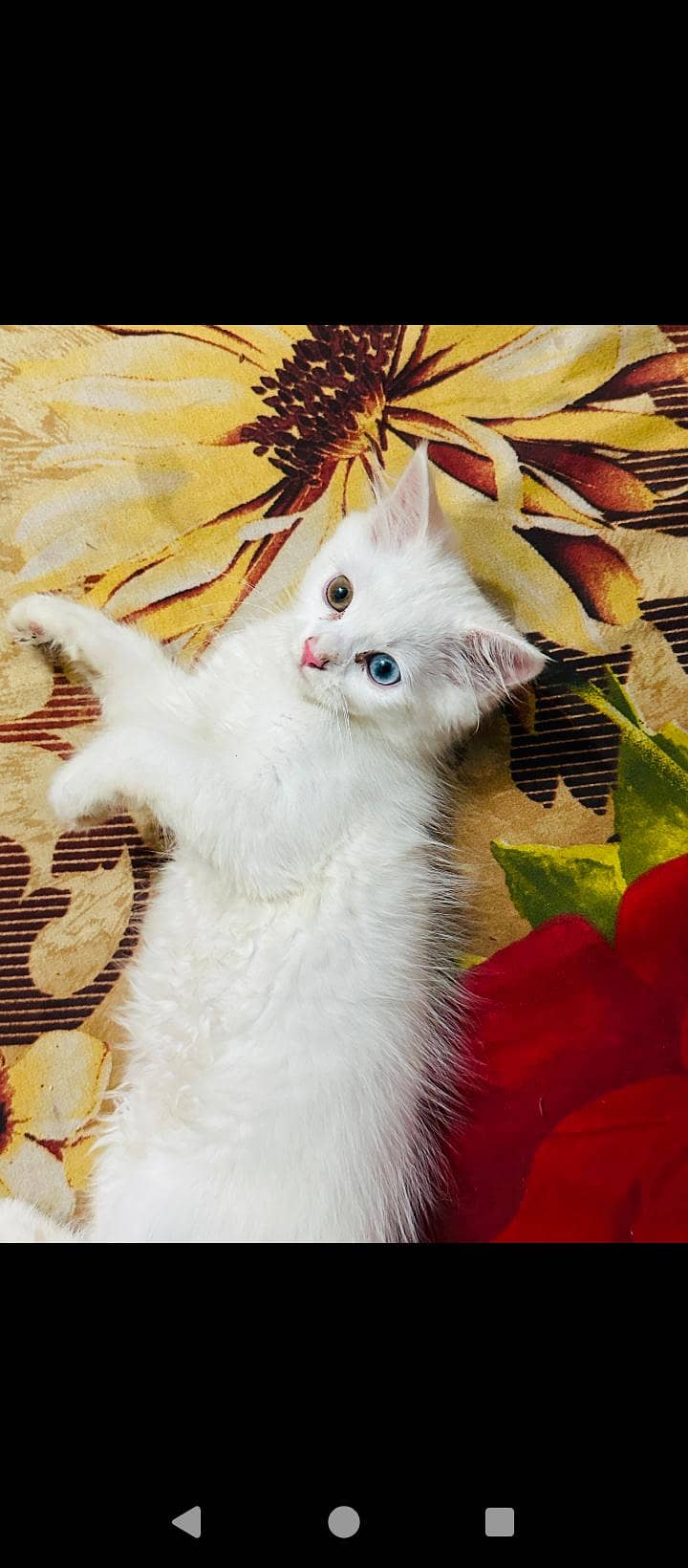 Persian Kittens 0