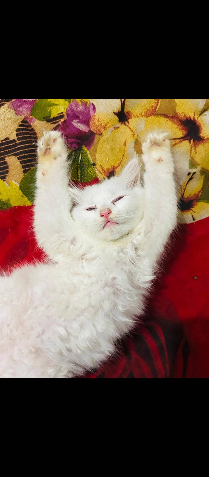 Persian Kittens 1