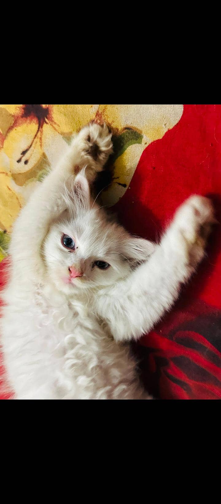 Persian Kittens 2