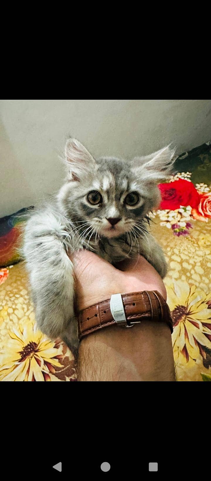 Persian Kittens 3