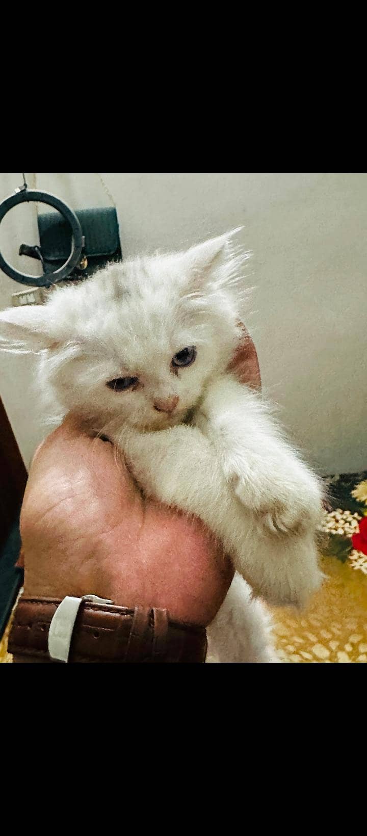 Persian Kittens 4