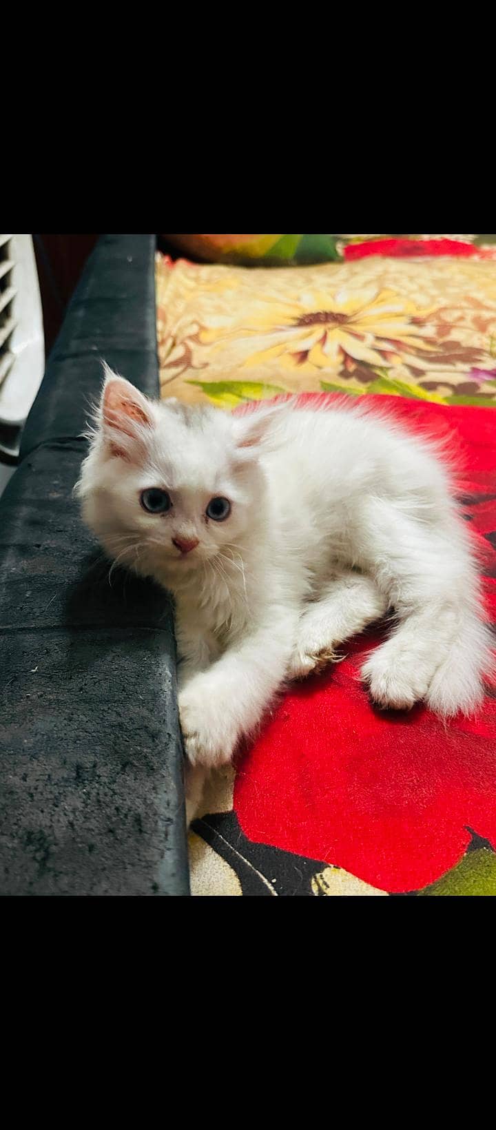 Persian Kittens 5