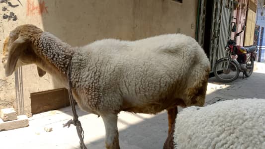 1 sheep and 1 baby  sheep | Kajli | sargoday kay kajle | Gulabi Kajli