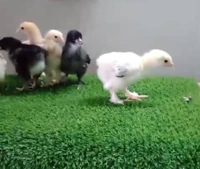 chicks