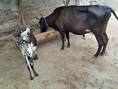 indian Cow & Wachi